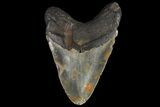 Huge, Fossil Megalodon Tooth - North Carolina #109765-1